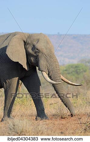 African Bush Elephant (Loxodonta africana), bull, feeding, Kruger National Park, South Africa, Africa View Large Photo Image Stock Image - African Bush Elephant (Loxodonta africana), bull, feeding, Kruger National Park, South Africa, Africa. Fotosearch