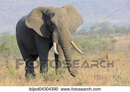 Stock Image - African Bush Elephant (Loxodonta africana), bull, feeding, Kruger National Park, South Africa, Africa. Fotosearch