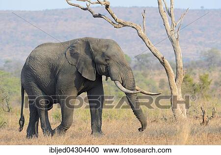 African Bush Elephant (Loxodonta africana), bull, walking on dry grass, Kruger National Park, South Africa, Africa View Large Photo Image Stock Image - African Bush Elephant (Loxodonta africana), bull, walking on dry grass, Kruger National Park, South Africa, Africa. Fotosearch