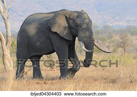 Stock Image - African Bush Elephant (Loxodonta africana), bull, walking on dry grass, Kruger National Park, South Africa, Africa. Fotosearch