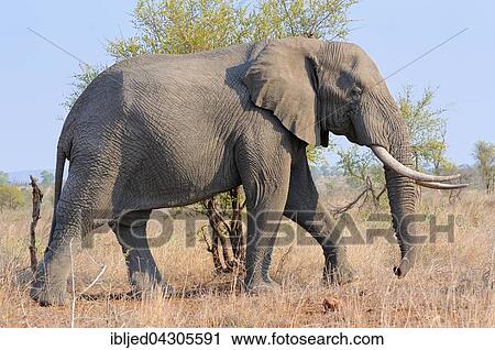 Stock Image - African Bush Elephant (Loxodonta africana), bull, walking on dry grass, Kruger National Park, South Africa, Africa. Fotosearch