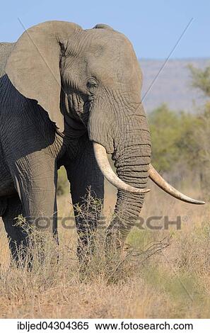 African Bush Elephant (Loxodonta africana), bull, feeding, Kruger National Park, South Africa, Africa View Large Photo Image Stock Photography - African Bush Elephant (Loxodonta africana), bull, feeding, Kruger National Park, South Africa, Africa. Fotosearch