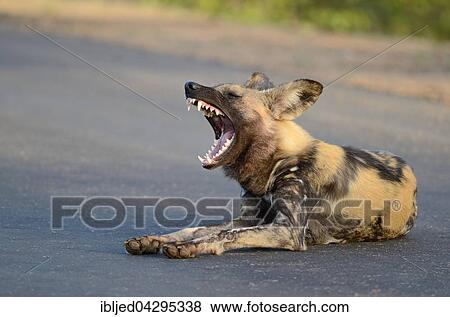 Stock Photo - African Wild Dog, African Hunting Dog or African Painted Dog (Lycaon pictus), lying on a road, yawning, Kruger National Park, South Africa, Africa. Fotosearch