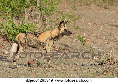 African Wild Dog, African Hunting Dog or African Painted Dog (Lycaon pictus), alert, early in the morning, Kruger National Park, South Africa, Africa View Large Photo Image Stock Photo - African Wild Dog, African Hunting Dog or African Painted Dog (Lycaon pictus), alert, early in the morning, Kruger National Park, South Africa, Africa. Fotosearch