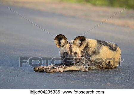 African Wild Dog, African Hunting Dog or African Painted Dog (Lycaon pictus), lying on a road, alert, Kruger National Park, South Africa, Africa View Large Photo Image Stock Photograph - African Wild Dog, African Hunting Dog or African Painted Dog (Lycaon pictus), lying on a road, alert, Kruger National Park, South Africa, Africa. Fotosearch