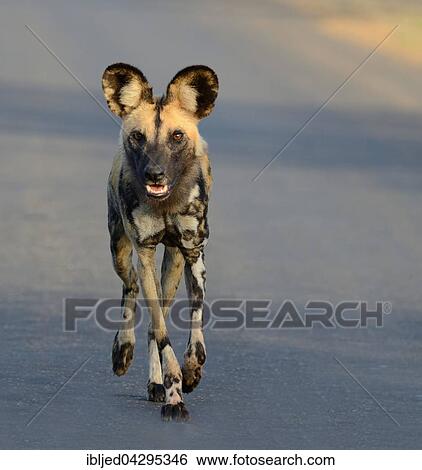 Stock Photograph - African Wild Dog, African Hunting Dog or African Painted Dog (Lycaon pictus), walking on a road, early morning, Kruger National Park, South Africa, Africa. Fotosearch