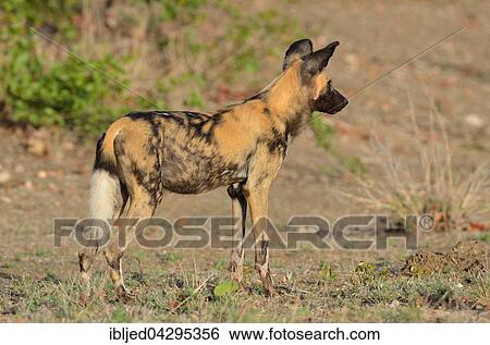 African Wild Dog, African Hunting Dog or African Painted Dog (Lycaon pictus), alert, Kruger National Park, South Africa, Africa View Large Photo Image Stock Photograph - African Wild Dog, African Hunting Dog or African Painted Dog (Lycaon pictus), alert, Kruger National Park, South Africa, Africa. Fotosearch