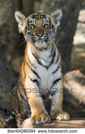 Picture - Bengal tiger (Panthera tigris tigris), young, 3 months, captive. Fotosearch
