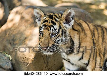Stock Image - Bengal tiger (Panthera tigris tigris), young, 3 months, captive. Fotosearch