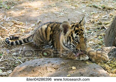 Bengal tiger (Panthera tigris tigris) licking its paw, young, aged 3 months, captive View Large Photo Image Stock Photograph - Bengal tiger (Panthera tigris tigris) licking its paw, young, aged 3 months, captive. Fotosearch