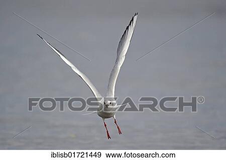 Black-headed gull (Larus ridibundus), starting from water View Large Photo Image Stock Photo - Black-headed gull (Larus ridibundus), starting from water. Fotosearch