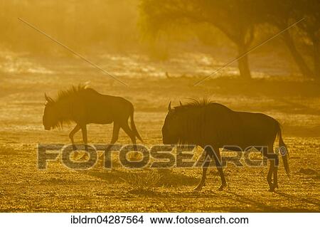 Blue wildebeest (Connochaetes taurinus), morning light, Kgalagadi Transfrontier Park, Northern Cape, South Africa, Africa View Large Photo Image Picture - Blue wildebeest (Connochaetes taurinus), morning light, Kgalagadi Transfrontier Park, Northern Cape, South Africa, Africa. Fotosearch