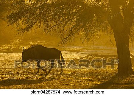 Blue wildebeest (Connochaetes taurinus), morning light, Kgalagadi Transfrontier Park, Northern Cape, South Africa, Africa View Large Photo Image Picture - Blue wildebeest (Connochaetes taurinus), morning light, Kgalagadi Transfrontier Park, Northern Cape, South Africa, Africa. Fotosearch