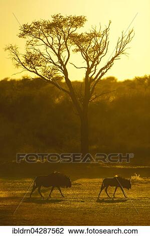 Blue wildebeest (Connochaetes taurinus), morning light, Kgalagadi Transfrontier Park, Northern Cape, South Africa, Africa View Large Photo Image Stock Image - Blue wildebeest (Connochaetes taurinus), morning light, Kgalagadi Transfrontier Park, Northern Cape, South Africa, Africa. Fotosearch