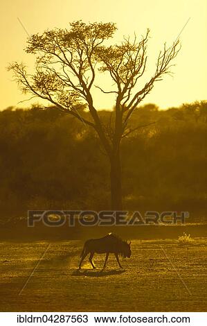 Blue wildebeest (Connochaetes taurinus), morning light, Kgalagadi Transfrontier Park, Northern Cape, South Africa, Africa View Large Photo Image Stock Image - Blue wildebeest (Connochaetes taurinus), morning light, Kgalagadi Transfrontier Park, Northern Cape, South Africa, Africa. Fotosearch