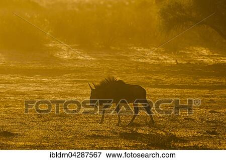 Blue wildebeest (Connochaetes taurinus), morning light, Kgalagadi Transfrontier Park, Northern Cape, South Africa, Africa View Large Photo Image Stock Photo - Blue wildebeest (Connochaetes taurinus), morning light, Kgalagadi Transfrontier Park, Northern Cape, South Africa, Africa. Fotosearch