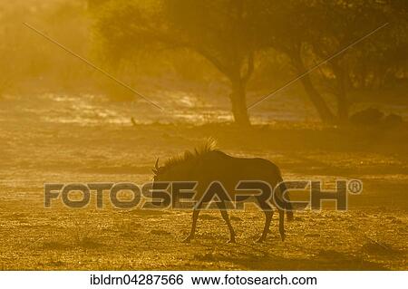 Blue wildebeest (Connochaetes taurinus), morning light, Kgalagadi Transfrontier Park, Northern Cape, South Africa, Africa View Large Photo Image Stock Photograph - Blue wildebeest (Connochaetes taurinus), morning light, Kgalagadi Transfrontier Park, Northern Cape, South Africa, Africa. Fotosearch