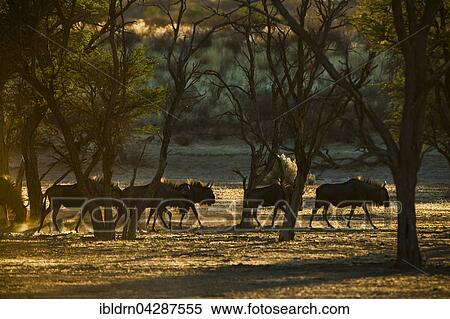 Blue wildebeest (Connochaetes taurinus), herd, morning light, Kgalagadi Transfrontier Park, Northern Cape, South Africa, Africa View Large Photo Image Stock Photography - Blue wildebeest (Connochaetes taurinus), herd, morning light, Kgalagadi Transfrontier Park, Northern Cape, South Africa, Africa. Fotosearch