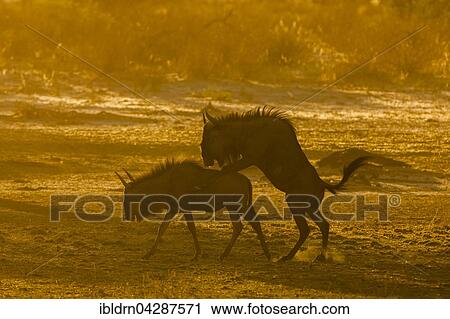Blue wildebeest (Connochaetes taurinus) mating, morning light, Kgalagadi Transfrontier Park, Northern Cape, South Africa, Africa View Large Photo Image Stock Image - Blue wildebeest (Connochaetes taurinus) mating, morning light, Kgalagadi Transfrontier Park, Northern Cape, South Africa, Africa. Fotosearch