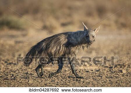 Brown hyena (Hyaena brunnea) after mud bath, Kgalagadi Transfrontier Park, Northern Cape, South Africa, Africa View Large Photo Image Stock Image - Brown hyena (Hyaena brunnea) after mud bath, Kgalagadi Transfrontier Park, Northern Cape, South Africa, Africa. Fotosearch