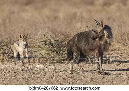Brown hyena (Hyaena brunnea) and black-backed jackal (Canis mesomelas), Kgalagadi Transfrontier Park, Northern Cape Province, South Africa, Africa View Large Photo Image Stock Image - Brown hyena (Hyaena brunnea) and black-backed jackal (Canis mesomelas), Kgalagadi Transfrontier Park, Northern Cape Province, South Africa, Africa. Fotosearch