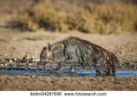 Brown hyena (Hyaena brunnea) at waterhole after mud bath, Kgalagadi Transfrontier Park, Northern Cape, South Africa, Africa View Large Photo Image Stock Image - Brown hyena (Hyaena brunnea) at waterhole after mud bath, Kgalagadi Transfrontier Park, Northern Cape, South Africa, Africa. Fotosearch
