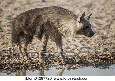 Brown hyena (Hyaena brunnea) at waterhole, Kgalagadi Transfrontier Park, Northern Cape, South Africa, Africa View Large Photo Image Stock Image - Brown hyena (Hyaena brunnea) at waterhole, Kgalagadi Transfrontier Park, Northern Cape, South Africa, Africa. Fotosearch