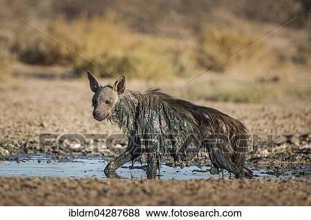 Brown hyena (Hyaena brunnea) at waterhole after mud bath, Kgalagadi Transfrontier Park, Northern Cape, South Africa, Africa View Large Photo Image Stock Photo - Brown hyena (Hyaena brunnea) at waterhole after mud bath, Kgalagadi Transfrontier Park, Northern Cape, South Africa, Africa. Fotosearch