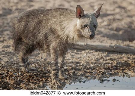 Brown hyena (Hyaena brunnea) at waterhole, Kgalagadi Transfrontier Park, Northern Cape, South Africa, Africa View Large Photo Image Stock Photo - Brown hyena (Hyaena brunnea) at waterhole, Kgalagadi Transfrontier Park, Northern Cape, South Africa, Africa. Fotosearch