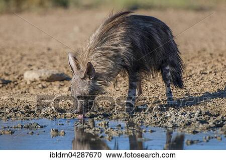 Brown hyena (Hyaena brunnea) drinking at waterhole, Kgalagadi Transfrontier Park, Northern Cape, South Africa, Africa View Large Photo Image Stock Image - Brown hyena (Hyaena brunnea) drinking at waterhole, Kgalagadi Transfrontier Park, Northern Cape, South Africa, Africa. Fotosearch