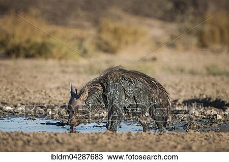 Brown hyena (Hyaena brunnea) drinking at waterhole after mud bath, Kgalagadi Transfrontier Park, Northern Cape, South Africa, Africa View Large Photo Image Stock Image - Brown hyena (Hyaena brunnea) drinking at waterhole after mud bath, Kgalagadi Transfrontier Park, Northern Cape, South Africa, Africa. Fotosearch
