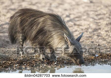 Brown hyena (Hyaena brunnea) drinking at waterhole, Kgalagadi Transfrontier Park, Northern Cape, South Africa, Africa View Large Photo Image Stock Image - Brown hyena (Hyaena brunnea) drinking at waterhole, Kgalagadi Transfrontier Park, Northern Cape, South Africa, Africa. Fotosearch