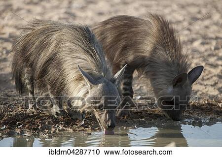 Brown hyena (Hyaena brunnea) drinking at waterhole, Kgalagadi Transfrontier Park, Northern Cape, South Africa, Africa View Large Photo Image Stock Image - Brown hyena (Hyaena brunnea) drinking at waterhole, Kgalagadi Transfrontier Park, Northern Cape, South Africa, Africa. Fotosearch
