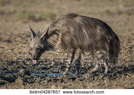 Brown hyena (Hyaena brunnea) drinking at waterhole, Kgalagadi Transfrontier Park, Northern Cape, South Africa, Africa View Large Photo Image Stock Photo - Brown hyena (Hyaena brunnea) drinking at waterhole, Kgalagadi Transfrontier Park, Northern Cape, South Africa, Africa. Fotosearch