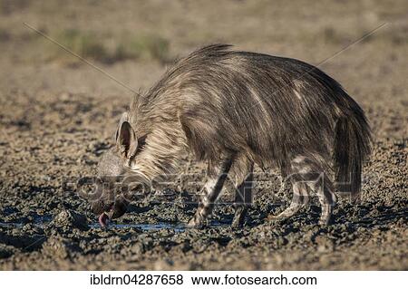 Brown hyena (Hyaena brunnea) drinking at waterhole, Kgalagadi Transfrontier Park, Northern Cape, South Africa, Africa View Large Photo Image Stock Photo - Brown hyena (Hyaena brunnea) drinking at waterhole, Kgalagadi Transfrontier Park, Northern Cape, South Africa, Africa. Fotosearch