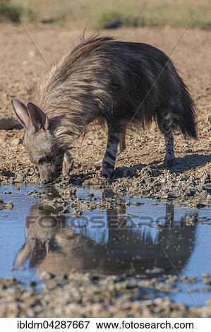 Brown hyena (Hyaena brunnea) drinking at waterhole, Kgalagadi Transfrontier Park, Northern Cape, South Africa, Africa View Large Photo Image Stock Photo - Brown hyena (Hyaena brunnea) drinking at waterhole, Kgalagadi Transfrontier Park, Northern Cape, South Africa, Africa. Fotosearch