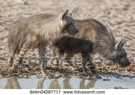 Brown hyena (Hyaena brunnea) drinking at waterhole, Kgalagadi Transfrontier Park, Northern Cape, South Africa, Africa View Large Photo Image Stock Photo - Brown hyena (Hyaena brunnea) drinking at waterhole, Kgalagadi Transfrontier Park, Northern Cape, South Africa, Africa. Fotosearch
