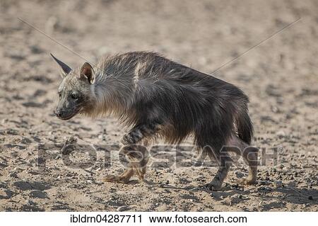 Brown hyena (Hyaena brunnea), Kgalagadi Transfrontier Park, Northern Cape, South Africa, Africa View Large Photo Image Stock Image - Brown hyena (Hyaena brunnea), Kgalagadi Transfrontier Park, Northern Cape, South Africa, Africa. Fotosearch