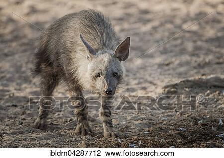 Brown hyena (Hyaena brunnea), Kgalagadi Transfrontier Park, Northern Cape, South Africa, Africa View Large Photo Image Stock Image - Brown hyena (Hyaena brunnea), Kgalagadi Transfrontier Park, Northern Cape, South Africa, Africa. Fotosearch
