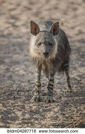 Brown hyena (Hyaena brunnea), Kgalagadi Transfrontier Park, Northern Cape, South Africa, Africa View Large Photo Image Stock Photograph - Brown hyena (Hyaena brunnea), Kgalagadi Transfrontier Park, Northern Cape, South Africa, Africa. Fotosearch
