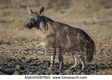Brown hyena (Hyaena brunnea), Kgalagadi Transfrontier Park, Northern Cape, South Africa, Africa View Large Photo Image Stock Photography - Brown hyena (Hyaena brunnea), Kgalagadi Transfrontier Park, Northern Cape, South Africa, Africa. Fotosearch
