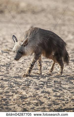 Brown hyena (Hyaena brunnea), Kgalagadi Transfrontier Park, Northern Cape, South Africa, Africa View Large Photo Image Stock Photography - Brown hyena (Hyaena brunnea), Kgalagadi Transfrontier Park, Northern Cape, South Africa, Africa. Fotosearch