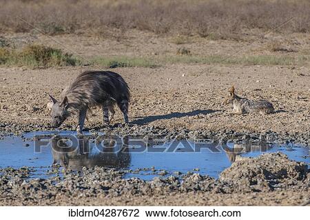 Brown hyena (Hyaena brunnea) or brown hyena and black-backed jackal (Canis mesomelas) at waterhole, Kgalagadi Transfrontier Park, Northern Cape Province, South Africa, Africa View Large Photo Image Stock Image - Brown hyena (Hyaena brunnea) or brown hyena and black-backed jackal (Canis mesomelas) at waterhole, Kgalagadi Transfrontier Park, Northern Cape Province, South Africa, Africa. Fotosearch