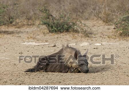 Brown hyena (Hyaena brunnea) resting on ground, Kgalagadi Transfrontier Park, Northern Cape, South Africa, Africa View Large Photo Image Picture - Brown hyena (Hyaena brunnea) resting on ground, Kgalagadi Transfrontier Park, Northern Cape, South Africa, Africa. Fotosearch
