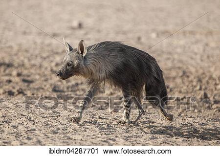 Brown hyena (Hyaena brunnea) running, Kgalagadi Transfrontier Park, Northern Cape, South Africa, Africa View Large Photo Image Stock Image - Brown hyena (Hyaena brunnea) running, Kgalagadi Transfrontier Park, Northern Cape, South Africa, Africa. Fotosearch