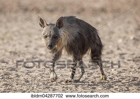 Brown hyena (Hyaena brunnea) running, Kgalagadi Transfrontier Park, Northern Cape, South Africa, Africa View Large Photo Image Stock Image - Brown hyena (Hyaena brunnea) running, Kgalagadi Transfrontier Park, Northern Cape, South Africa, Africa. Fotosearch