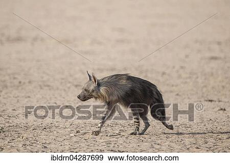 Brown hyena (Hyaena brunnea) running, Kgalagadi Transfrontier Park, Northern Cape, South Africa, Africa View Large Photo Image Stock Photo - Brown hyena (Hyaena brunnea) running, Kgalagadi Transfrontier Park, Northern Cape, South Africa, Africa. Fotosearch