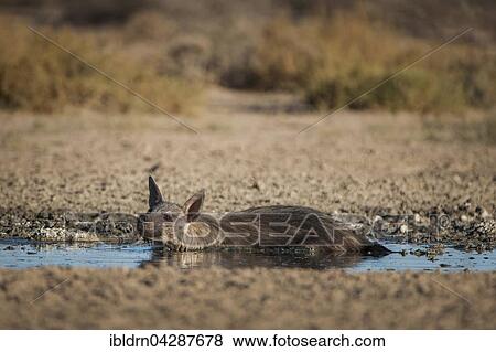 Brown hyena (Hyaena brunnea) taking mud bath, Kgalagadi Transfrontier Park, Northern Cape, South Africa, Africa View Large Photo Image Stock Photo - Brown hyena (Hyaena brunnea) taking mud bath, Kgalagadi Transfrontier Park, Northern Cape, South Africa, Africa. Fotosearch