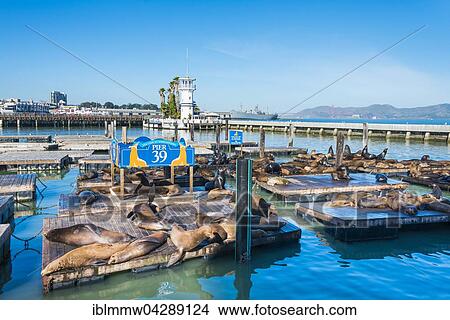 California Sea Lions (Zalophus californianus) at Pier 39, Fisherman's Warf, San Francisco, California, USA, North America View Large Photo Image Picture - California Sea Lions (Zalophus californianus) at Pier 39, Fisherman's Warf, San Francisco, California, USA, North America. Fotosearch