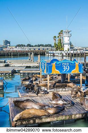 Stock Image - California Sea Lions (Zalophus californianus) at Pier 39, Fisherman's Warf, San Francisco, California, USA, North America. Fotosearch